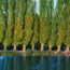 Trees Planted by the Water